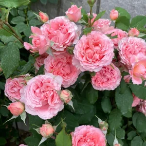 Corail Gelee Rose Live Plant – Heat & Disease Resistant, 150-180 cm Tall, Zones 5-10 Outdoor - Image 6