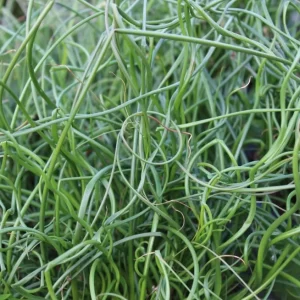 Corkscrew Rush Live Plant - Juncus effusus 'Spiralis' - Twisted Ornamental Grass for Indoor/Outdoor, 2