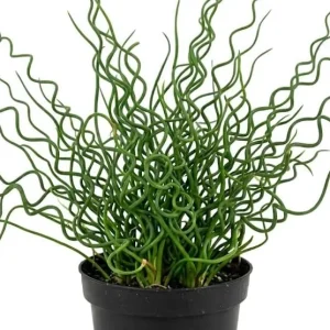 Corkscrew Rush Live Plant - Juncus effusus 'Spiralis' Twisted Grass 4-inch Pot - Image 3