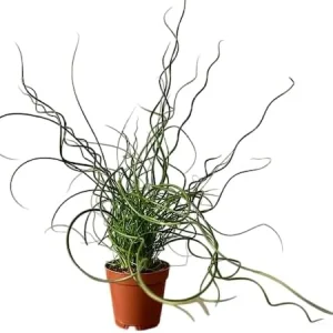 Corkscrew Rush Live Plant - Juncus effusus 'Spiralis' - Twisted Ornamental Grass for Indoor/Outdoor, 2