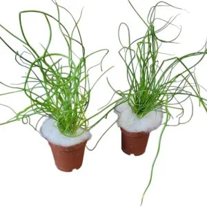 Corkscrew Rush Live Plant - Juncus effusus 'Spiralis' Twisted Grass 4-inch Pot - Image 6