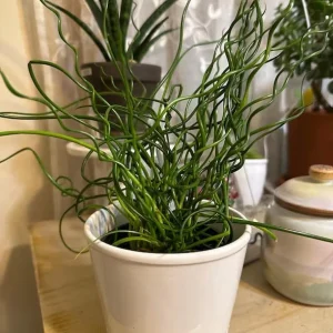 Corkscrew Rush Live Plant - Juncus effusus 'Spiralis' - Twisted Ornamental Grass for Indoor/Outdoor, 2