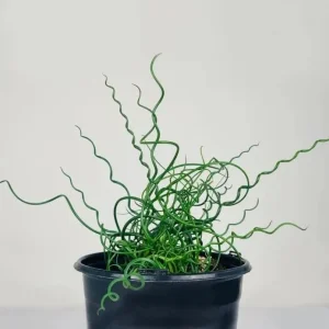 Corkscrew Rush Live Plant - Juncus effusus 'Spiralis' - Twisted Ornamental Grass for Indoor/Outdoor, 2" Pot - Image 1