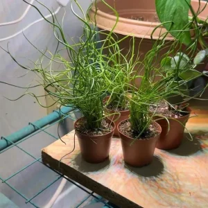 Corkscrew Rush Live Plant - Juncus effusus 'Spiralis' - Twisted Ornamental Grass for Indoor/Outdoor, 2