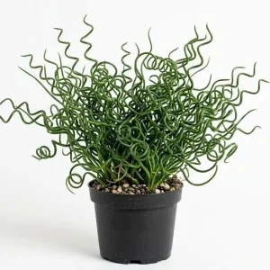 Corkscrew Rush Live Plant - Juncus effusus 'Spiralis' Twisted Grass 4-inch Pot - Image 1