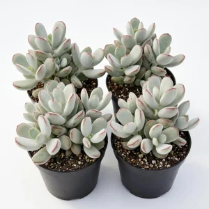Cotyledon Orbiculata Live Plant - White Succulent Houseplant in 2" Pot - Image 1