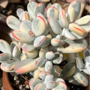 Cotyledon Orbiculata Live Plant - White Succulent Houseplant 2" Pot - Image 2