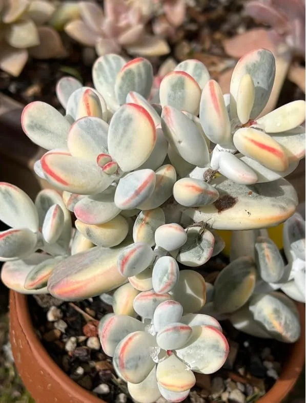 Cotyledon Orbiculata Live Plant - White Succulent Houseplant 2" Pot - Image 2