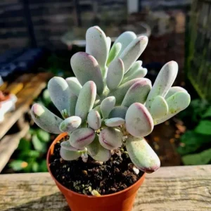 Cotyledon Orbiculata Live Plant - White Succulent Houseplant 2