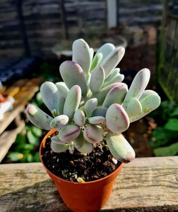 Cotyledon Orbiculata Live Plant - White Succulent Houseplant 2" Pot - Image 3