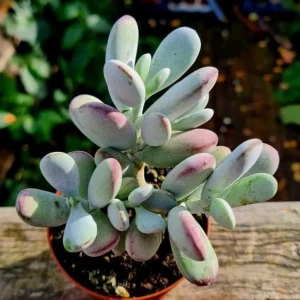 Cotyledon Orbiculata Live Plant - White Succulent Houseplant 2