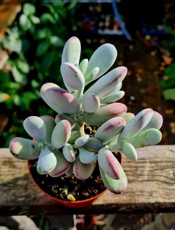 Cotyledon Orbiculata Live Plant - White Succulent Houseplant 2" Pot - Image 4