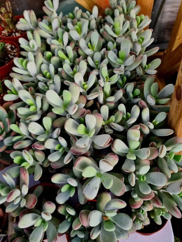 Cotyledon Orbiculata Live Plant - White Succulent Houseplant 2" Pot - Image 5