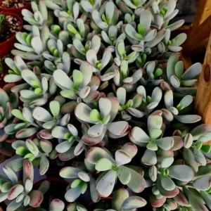Cotyledon Orbiculata Live Plant - White Succulent Houseplant in 2