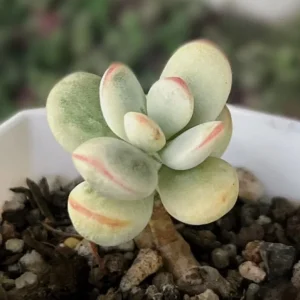 Cotyledon Orbiculata Live Plant - White Succulent Houseplant in 2