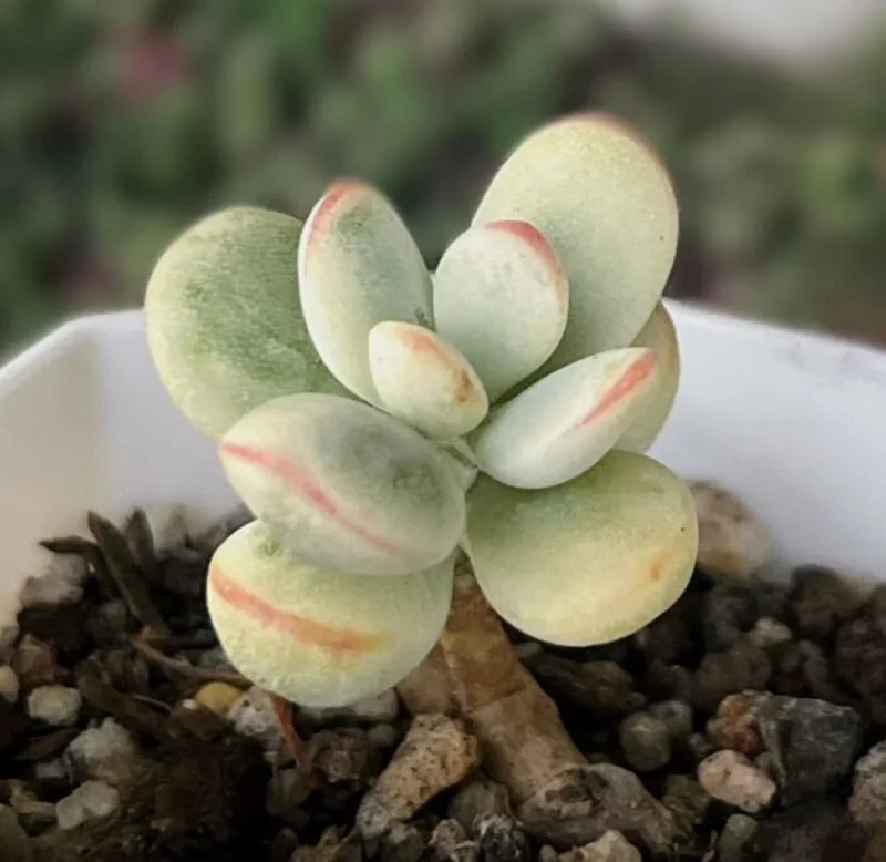 Cotyledon Orbiculata Live Plant - White Succulent Houseplant 2" Pot - Image 6