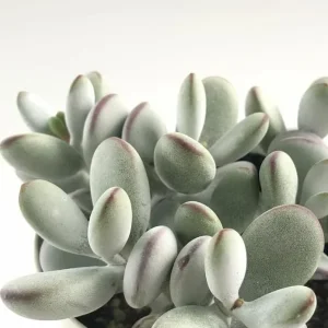 Cotyledon Orbiculata Live Plant - White Succulent Houseplant in 2