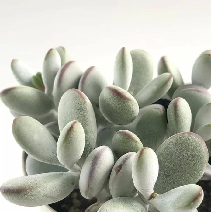 Cotyledon Orbiculata Live Plant - White Succulent Houseplant 2" Pot - Image 7