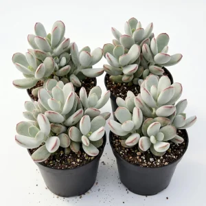 Cotyledon Orbiculata Live Plant - White Succulent Houseplant 2" Pot - Image 1