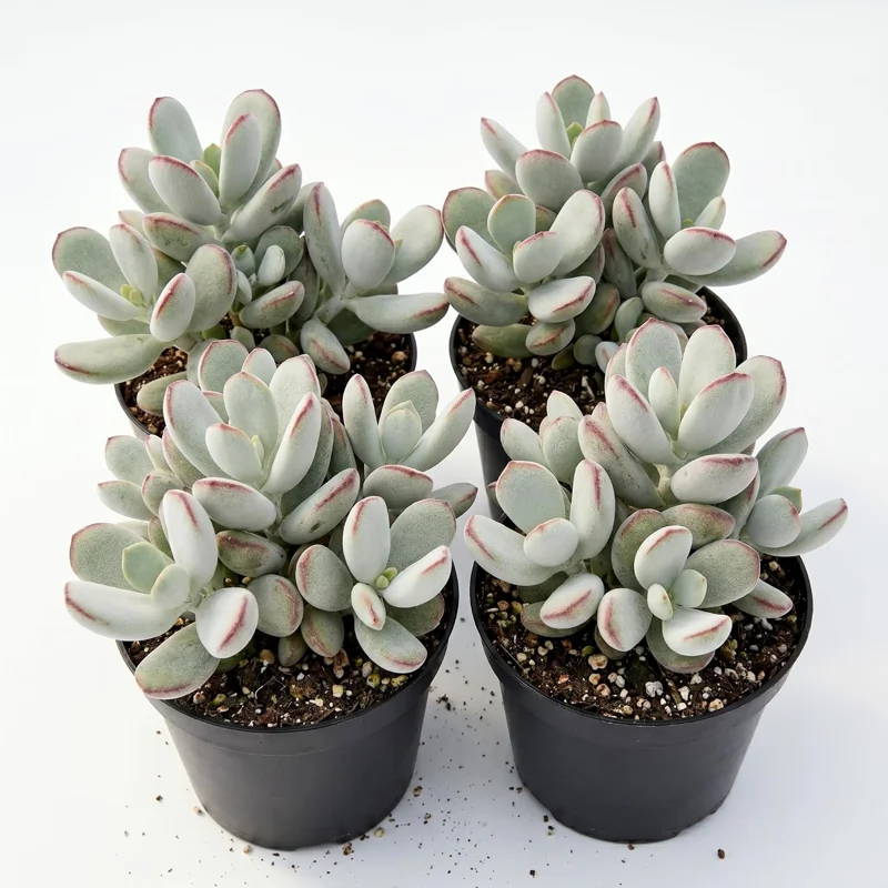 Cotyledon Orbiculata Live Plant - White Succulent Houseplant 2" Pot - Image 1