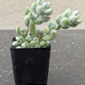 Cotyledon Pendens Live Plant – Cliff Cotyledon Trailing Succulent – 2 Inch Pot – Indoor - Image 2