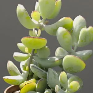 Cotyledon Pendens Live Plant – Cliff Cotyledon Trailing Succulent – 2 Inch Pot – Indoor - Image 4