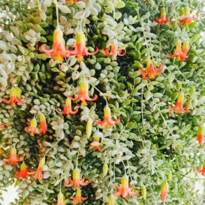 Cotyledon Pendens Live Plant – Cliff Cotyledon Trailing Succulent – 2 Inch Pot – Indoor - Image 5