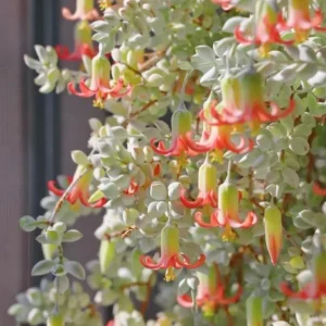 Cotyledon Pendens Live Plant – Cliff Cotyledon Trailing Succulent – 2 Inch Pot – Indoor - Image 6