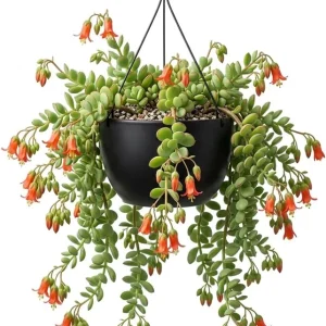 Cotyledon Pendens Live Plant – Cliff Cotyledon Trailing Succulent – 2 Inch Pot – Indoor - Image 1