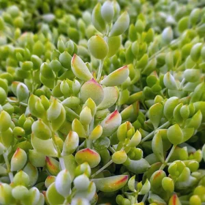 Cotyledon Pendens Live Plant - Rare Trailing Succulent in 4 Inch Pot for Indoors - Image 4