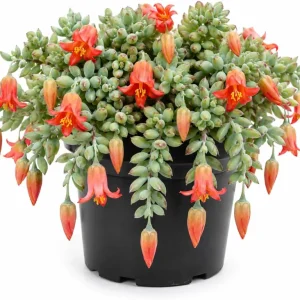 Cotyledon Pendens Live Plant - Rare Trailing Succulent in 4 Inch Pot for Indoors - Image 1