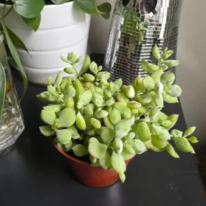Cotyledon Pendens Live Plant - Rare Trailing Succulent in 4 Inch Pot for Indoors - Image 6