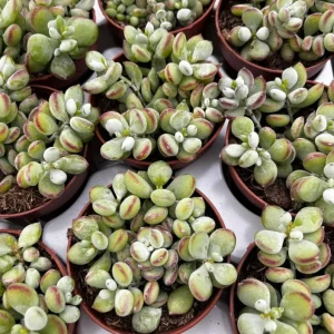 Cotyledon Pendens Succulent Live Plant - Cliff Cotyledon, Trailing, 3