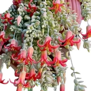 Cotyledon Pendens Succulent Live Plant - Cliff Cotyledon, Trailing, 3