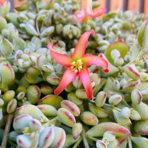 Cotyledon Pendens Succulent Live Plant - Cliff Cotyledon, Trailing, 3