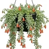 Cotyledon Pendens Succulent Live Plant - Cliff Cotyledon, Trailing, 3" Pot - Image 1