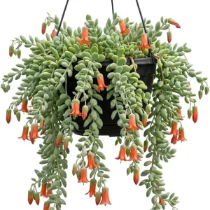 Cotyledon Pendens Succulent Live Plant - Cliff Cotyledon, Trailing, 3
