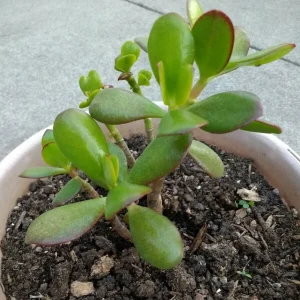 Crassula Ovata Jade Plant Cuttings – Live Succulent Houseplant – 2 Rooted 6"+ – Indoor/Outdoor - Image 2