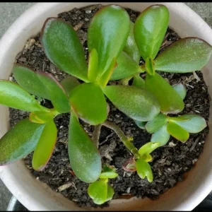 Crassula Ovata Jade Plant Cuttings – Live Succulent Houseplant – 2 Rooted 6"+ – Indoor/Outdoor - Image 1
