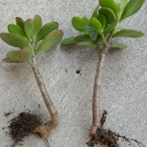 Crassula Ovata Jade Plant Cuttings – Live Succulent Houseplant – 2 Rooted 6