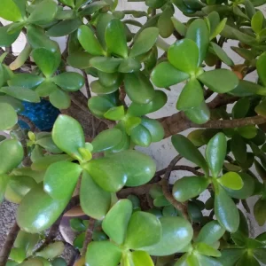 Crassula Ovata Jade Plant Cuttings – Live Succulent Houseplant – 2 Rooted 6