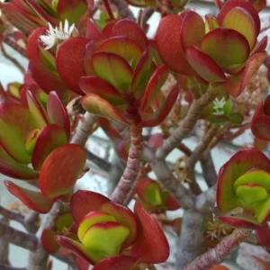 Crassula Ovata Jade Plant Cuttings – Live Succulent Houseplant – 2 Rooted 6