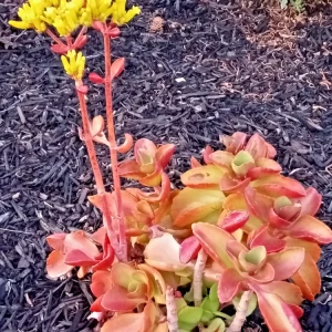 Crassula Platyphylla Variegata Live Succulent Plant - Yellow Blooms, Indoor/Outdoor - Image 2