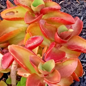 Crassula Platyphylla Variegata Live Succulent Plant - Yellow Blooms, Indoor/Outdoor - Image 1