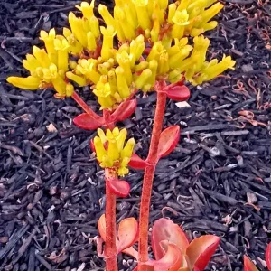 Crassula Platyphylla Variegata Live Succulent Plant - Yellow Blooms, Indoor/Outdoor - Image 3