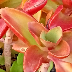 Crassula Platyphylla Variegata Live Succulent Plant - Yellow Blooms, Indoor/Outdoor - Image 4