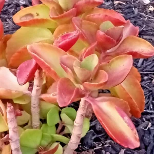 Crassula Platyphylla Variegata Live Succulent Plant - Yellow Blooms, Indoor/Outdoor - Image 5