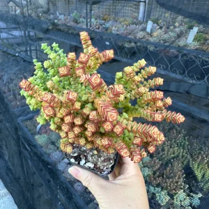 Crassula Tom Thumb Live Succulent Plant – Rare Indoor/Outdoor - Image 2