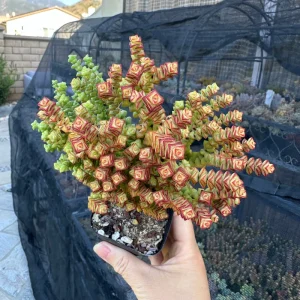 Crassula Tom Thumb Live Succulent Plant – Rare Indoor/Outdoor - Image 3