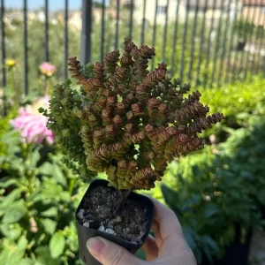 Crassula Tom Thumb Live Succulent Plant – Rare Indoor/Outdoor - Image 4
